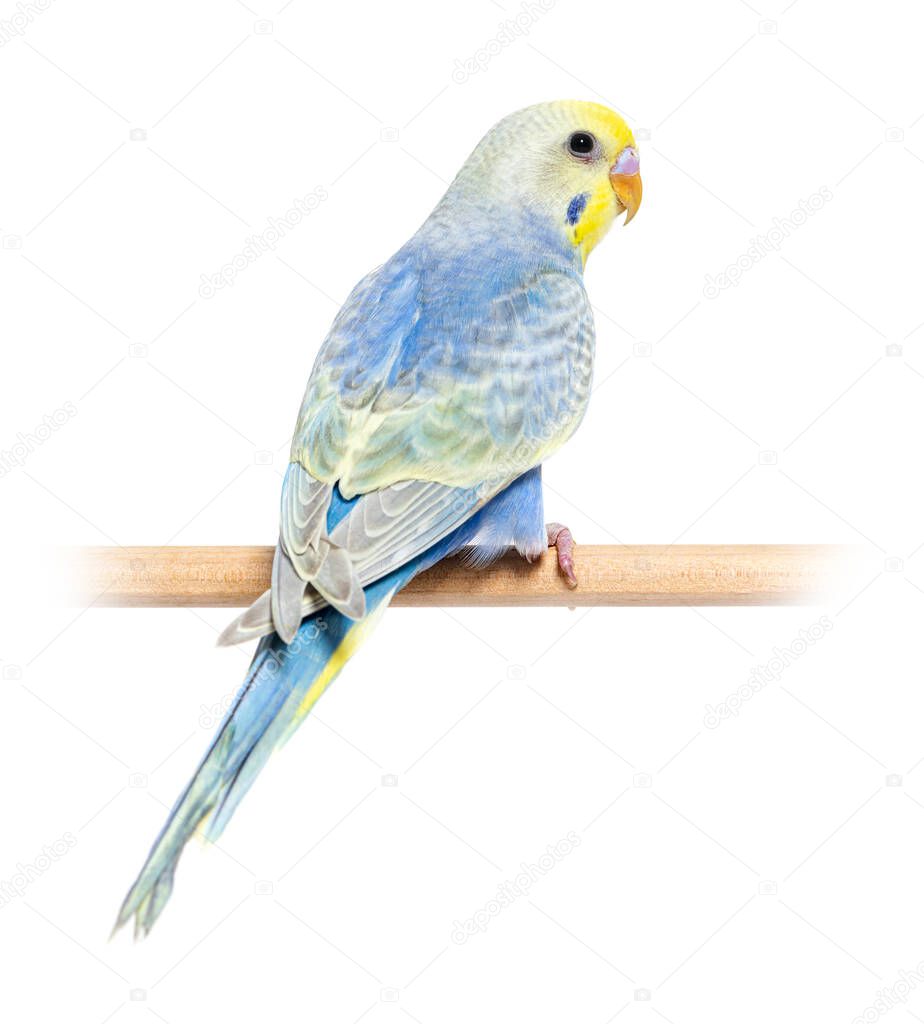 Rear view of a blue rainbow Budgerigar bird on a wooden perch, isolated on white