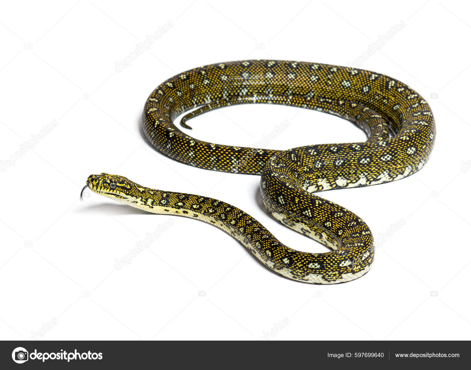 Leaf viper with its tongue out, Atheris squamigera, isolated on white Stock  Photo by Lifeonwhite