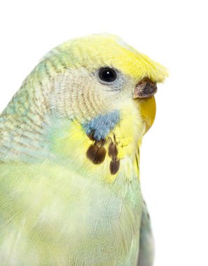 Portrait close-up of a Budgerigar grey crested head isolated on white