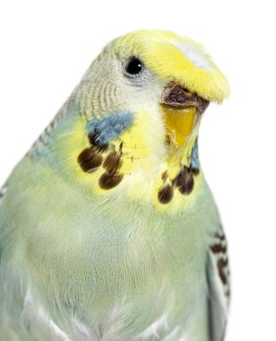 Portrait close-up of a Budgerigar grey crested head isolated on white