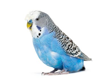 Side view Blue crested Budgerigar, isolated on white