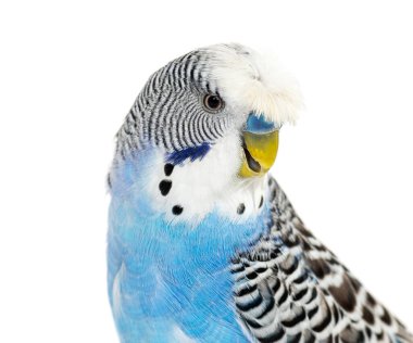 side view of Blue crested Budgerigar head shot macro, isolated on white