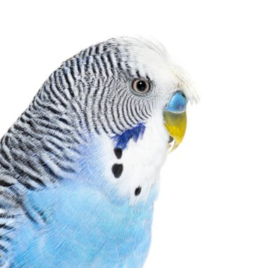 side view of Blue crested Budgerigar head shot macro, isolated on white