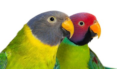 Head shot of Male and female Plum-headed parakeet, Psittacula cyanocephala, isolated on white