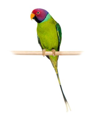Male Plum-Headed parakeet perched on a wooden perch - Psittacula cyanocephala, isolated on white