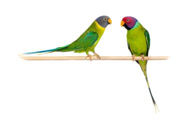  on a wooden perch Male and female Plum-headed parakeet, Psittacula cyanocephala, isolated on white
