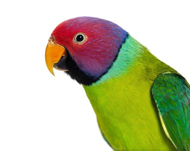 close-up on a head of Male Plum-Headed parakeet - Psittacula cyanocephala, isolated on white