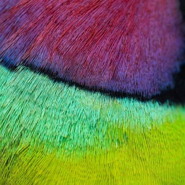 Macro, Psittacula siyanocephala adında erik kafalı bir erkek papağanın tüylerine yaklaş.