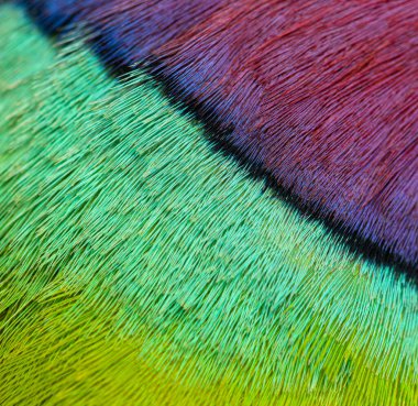 Macro, Psittacula siyanocephala adında erik kafalı bir erkek papağanın tüylerine yaklaş.