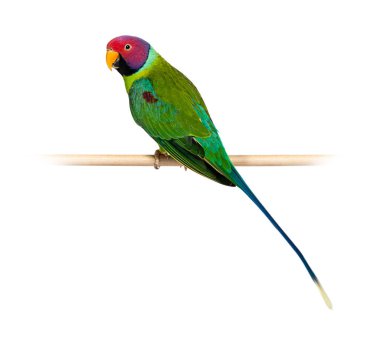 Male Plum-Headed parakeet perched on a wooden perch - Psittacula cyanocephala, isolated on white