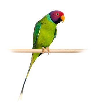 Male Plum-Headed parakeet perched on a wooden perch - Psittacula cyanocephala, isolated on white