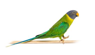 On a wooden perch female Plum-headed parakeet walking, Psittacula cyanocephala, isolated on white