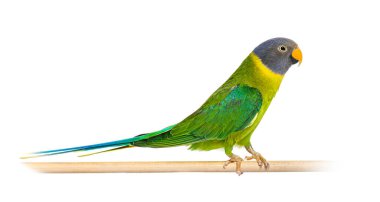 On a wooden perch female Plum-headed parakeet, Psittacula cyanocephala, isolated on white