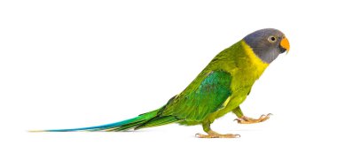 Side view of a Female Plum-headed parakeet walking, Psittacula cyanocephala, isolated on white