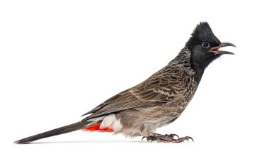 profile of a Red-vented bulbul, Pycnonotus cafer, isolated on white
