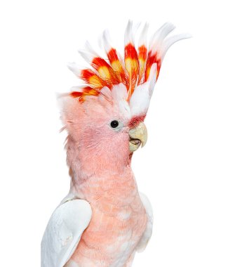 portrait of a crest spread Major Mitchell's cockatoo, Lophochroa leadbeateri, isolated on white