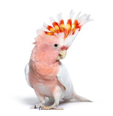 portrait of a crest spread Major Mitchell's cockatoo, Lophochroa leadbeateri, isolated on white
