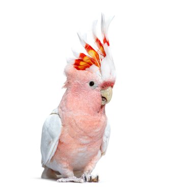 portrait of a crest spread Major Mitchell's cockatoo, Lophochroa leadbeateri, isolated on white