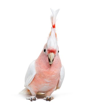 portrait of a crest spread Major Mitchell's cockatoo, Lophochroa leadbeateri, isolated on white
