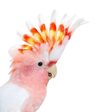portrait of a crest spread Major Mitchell's cockatoo, Lophochroa leadbeateri, isolated on white