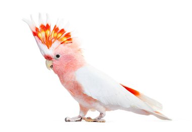 portrait of a crest spread Major Mitchell's cockatoo, Lophochroa leadbeateri, isolated on white