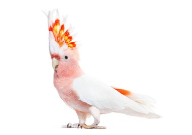 portrait of a crest spread Major Mitchell's cockatoo, Lophochroa leadbeateri, isolated on white