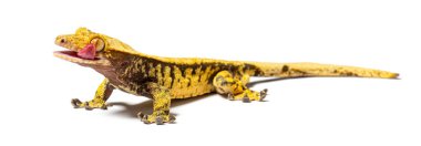 Crested gecko licking its eye to moisten it, Correlophus ciliatus