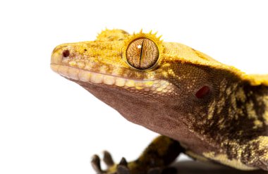 head shot of a Crested gecko, Correlophus ciliatus