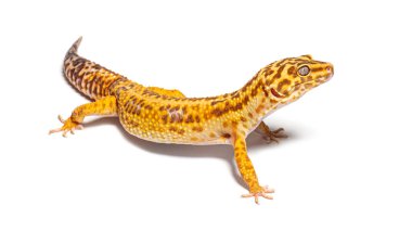 Side view of Leopard gecko, Eublepharis macularius, isolated on white