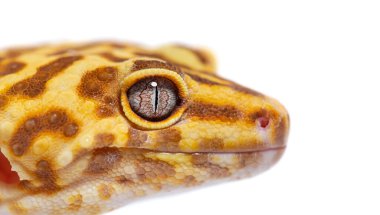 Side view of Leopard gecko close-up head, Eublepharis macularius, isolated on white