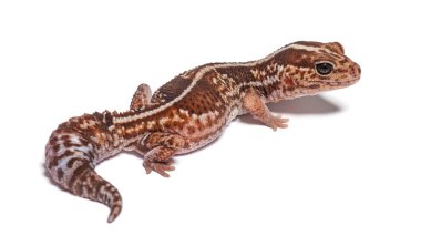 High view and rear view of an african fat-tailed gecko, Hemitheconyx caudicinctus
