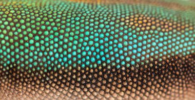 Details, macro of scales of gold dust day gecko, Phelsuma laticauda
