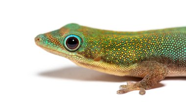Gold dust day gecko, Phelsuma laticauda, Isolated on white