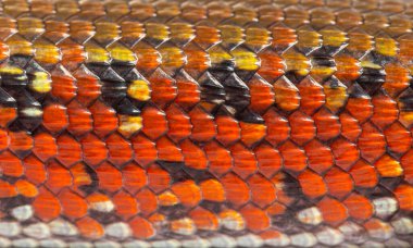 Details, macro of scales of fire skink, Mochlus fernandi