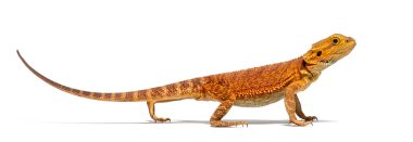 profile of a Pogona, agame barbu, isolated on white