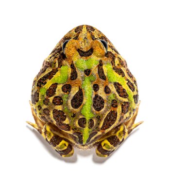 High view on a Cranwell's horned frog, Ceratophrys cranwelli, isolated on white