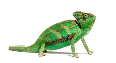 side view of a veiled chameleon, Chamaeleo calyptratus, isolated on white