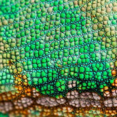 Macro, detail of a veiled chameleon skin and scales, Chamaeleo calyptratus