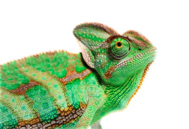 Head shot of a profile veiled chameleon head, Chamaeleo calyptratus, isolated on white
