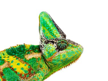 Head shot of a profile veiled chameleon head, Chamaeleo calyptratus, isolated on white
