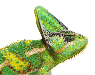 Macro on a veiled chameleon head, Chamaeleo calyptratus, isolated on white