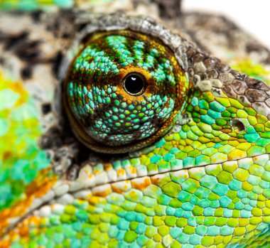 Macro on a reptile eye, veiled chameleon, Chamaeleo calyptratus, isolated on white