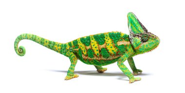 side view of a veiled chameleon, Chamaeleo calyptratus, isolated on white