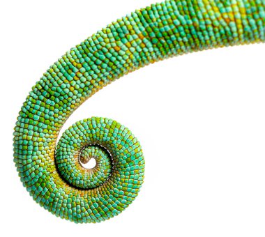 Tail of an veiled chameleon rolled up on itself, Chamaeleo calyptratus, isolated on white