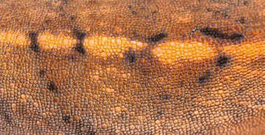 Detail macro on a Panther chameleon scales - Furcifer pardalis