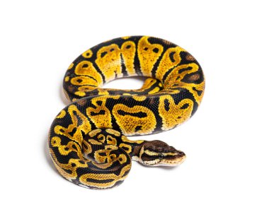 Pastel ball python, Python Regius, isolated on white