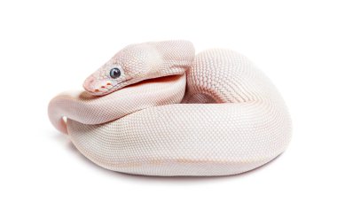 Blue Eyed Leucistic Python Regius, isolated on white