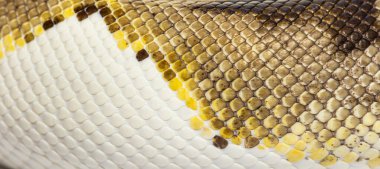 Scales close-up of Piebald python regius