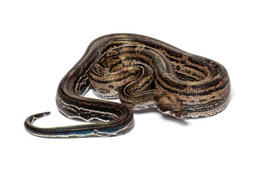 Boa constrictor leopard, isolated on white