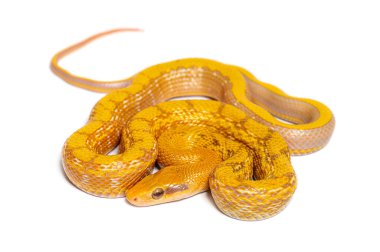 Albinos t+ Beauty rat snake, orthriophis taeniura taeniura, isolated on white